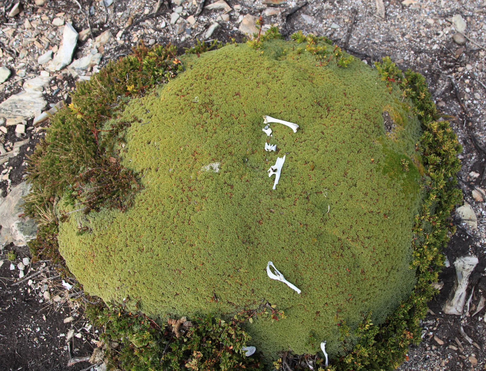 Photographed on Islas Bridges in the Beagle Channel, Argentina.