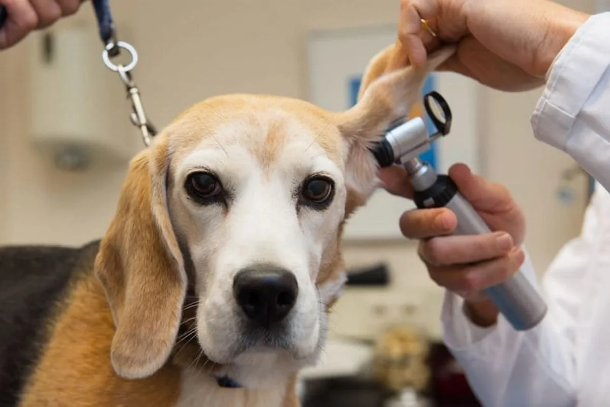 Atención veterinaria gratuita para mascotas este sábado en Agronomía