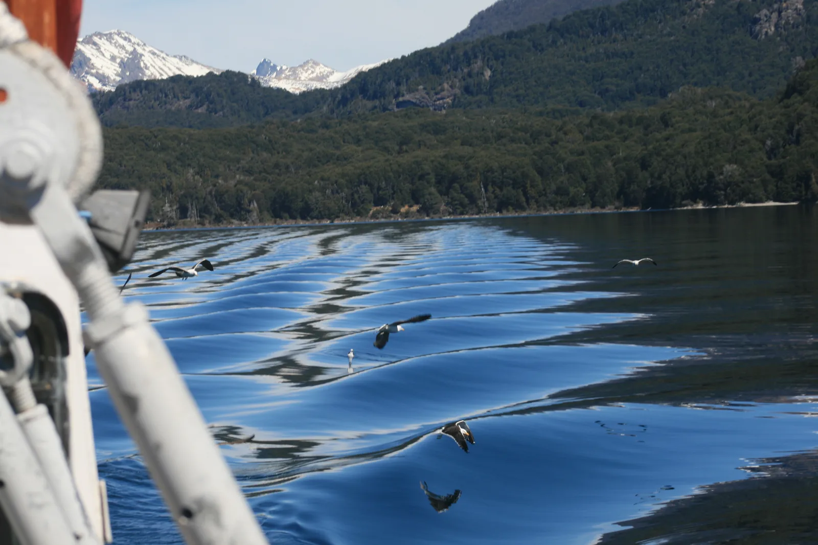 Aves Argentinas cumple 110 años: la ONG que protege la biodiversidad nacional
