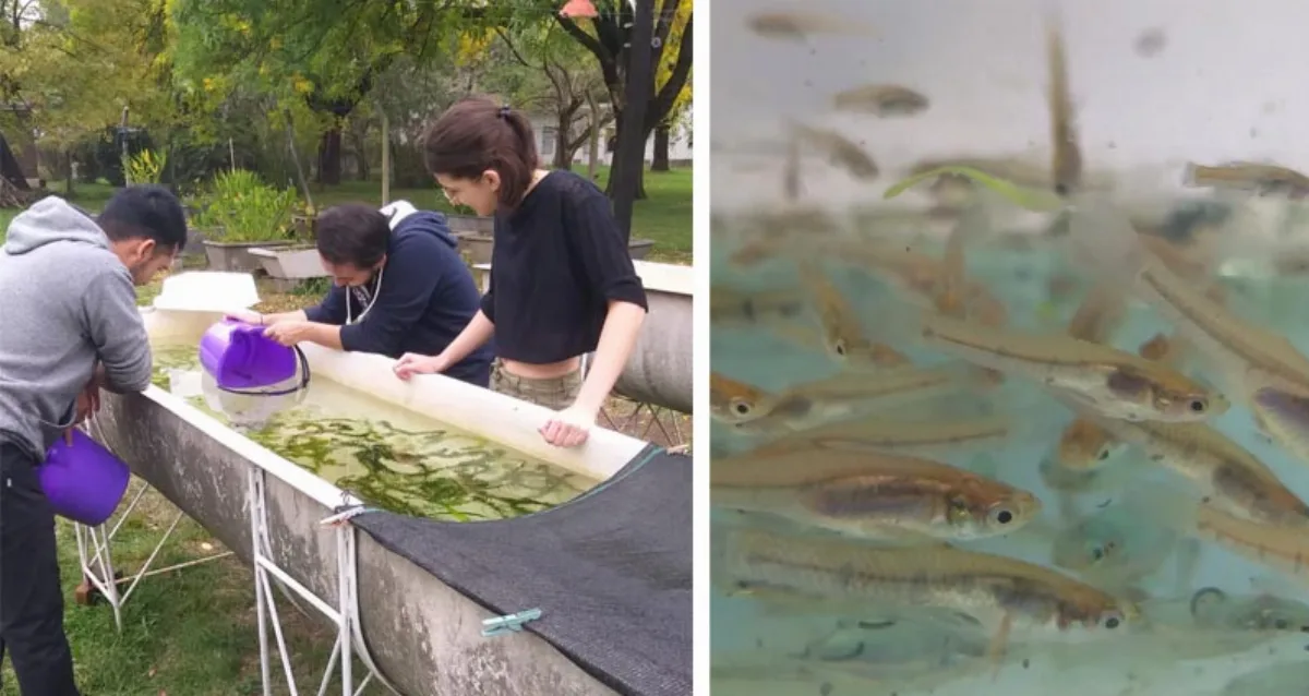 Dengue: la Ciudad inicia la campaña de prevención y la FAUBA propone peces nativos para combatir las larvas