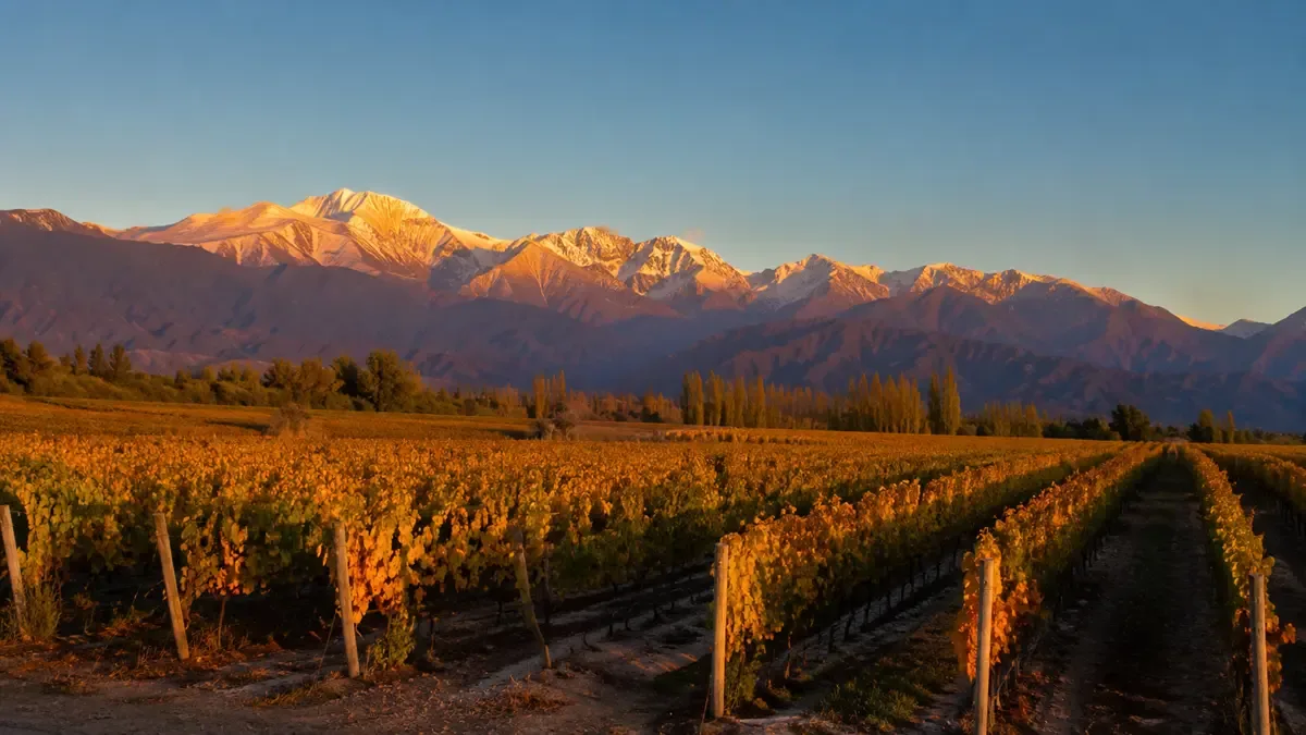 Hileras de viñedos mendocinos con la cordillera nevada de fondo