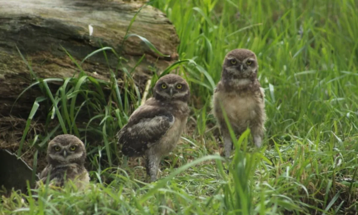 Nacieron lechuzas en el Parque Sarmiento: es la quinta generación desde 2015