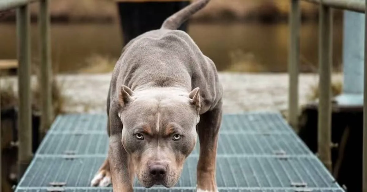 Niño de 4 años murió tras ataque de pitbull en Moreno: ya son ocho casos en 2026