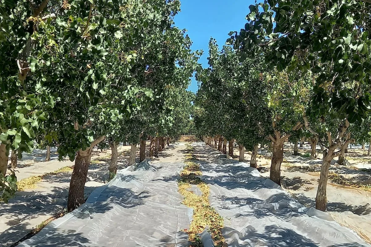 Oro verde: ya hay 10.000 hectáreas de pistacho en Argentina