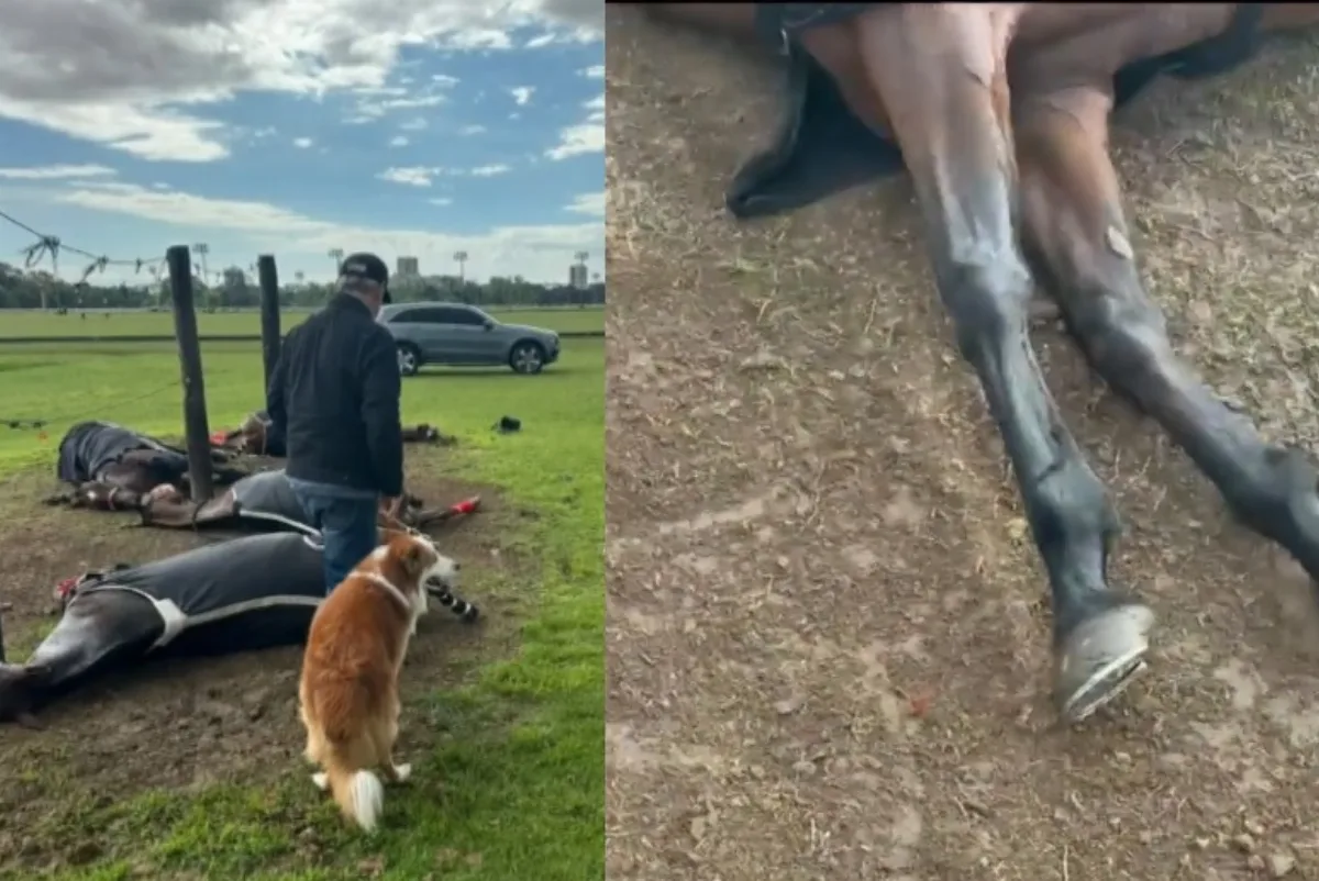 Un rayo mató a cuatro yeguas de polo en el Jockey Club de San Isidro